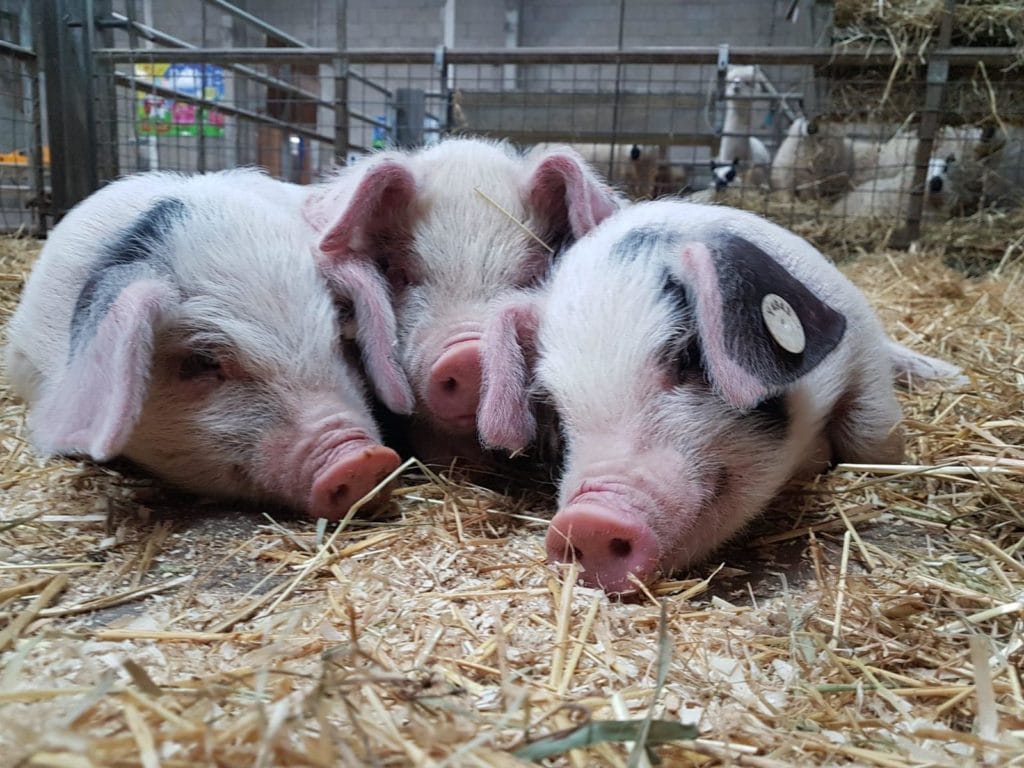 Cockfields Farm