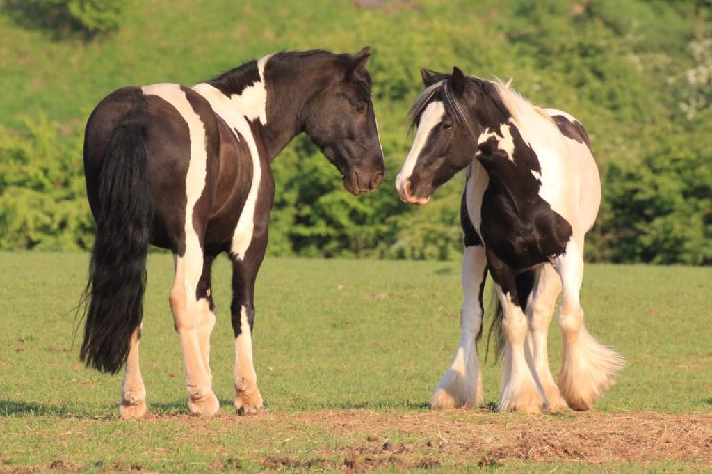 Coloured Cob Equestrian Centre