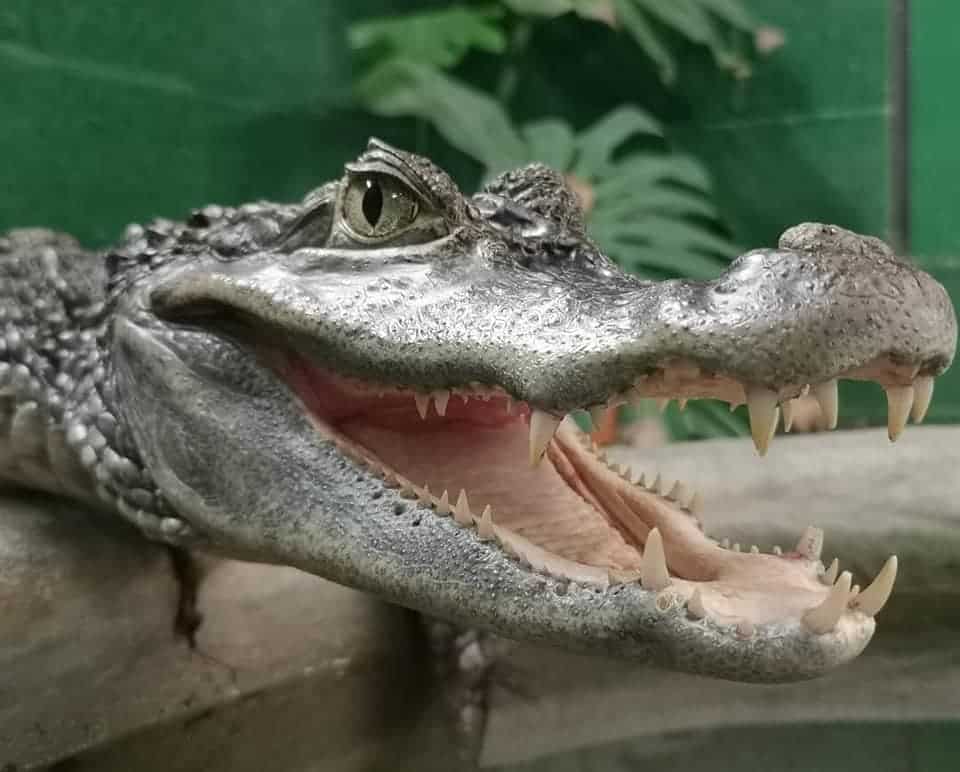 Crocodiles Of The World