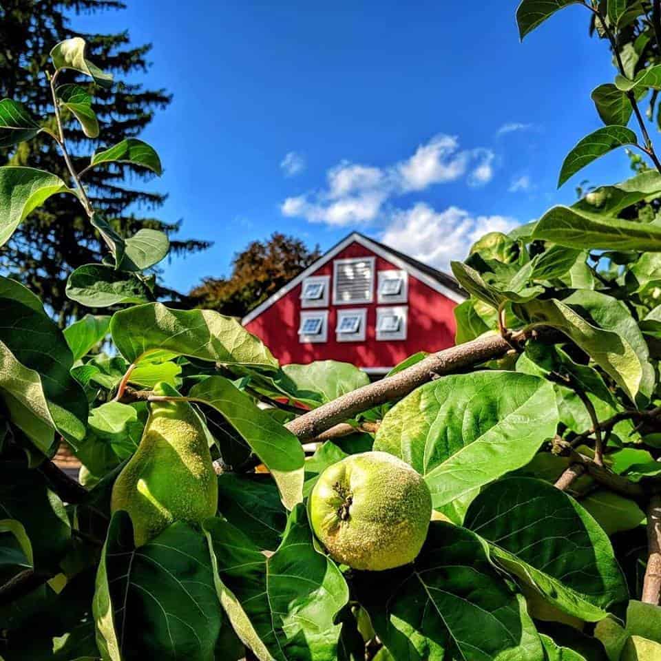 Drazen Orchards