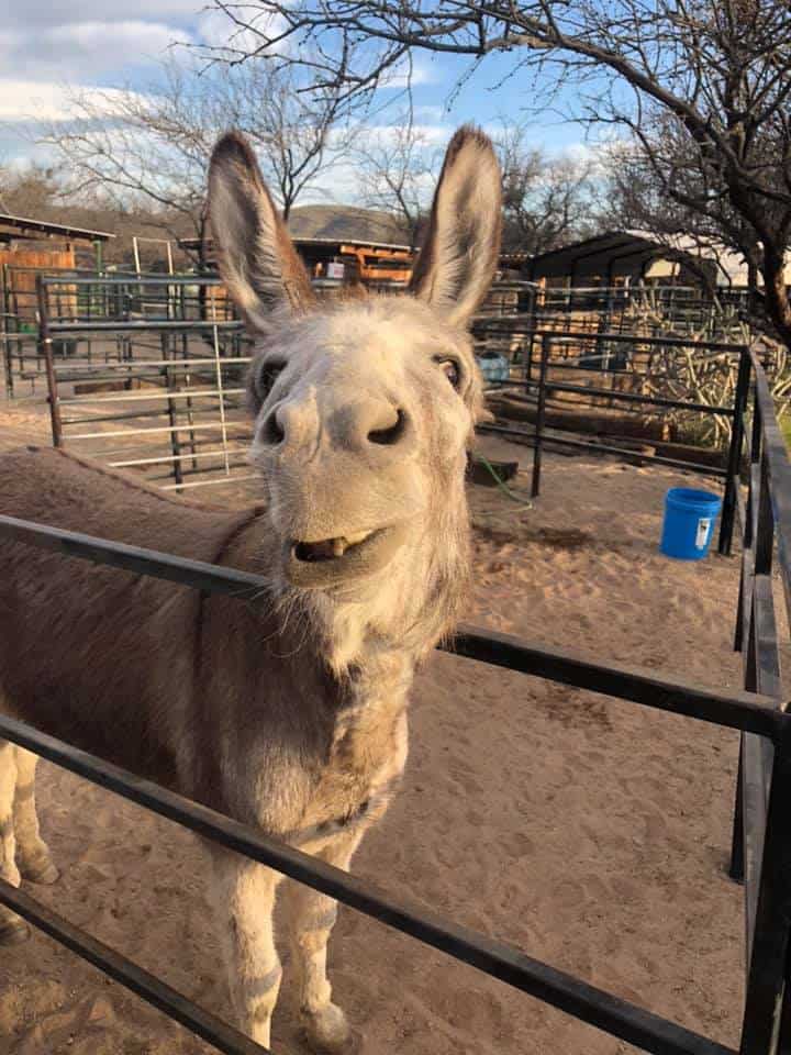 Forever Home Donkey Rescue