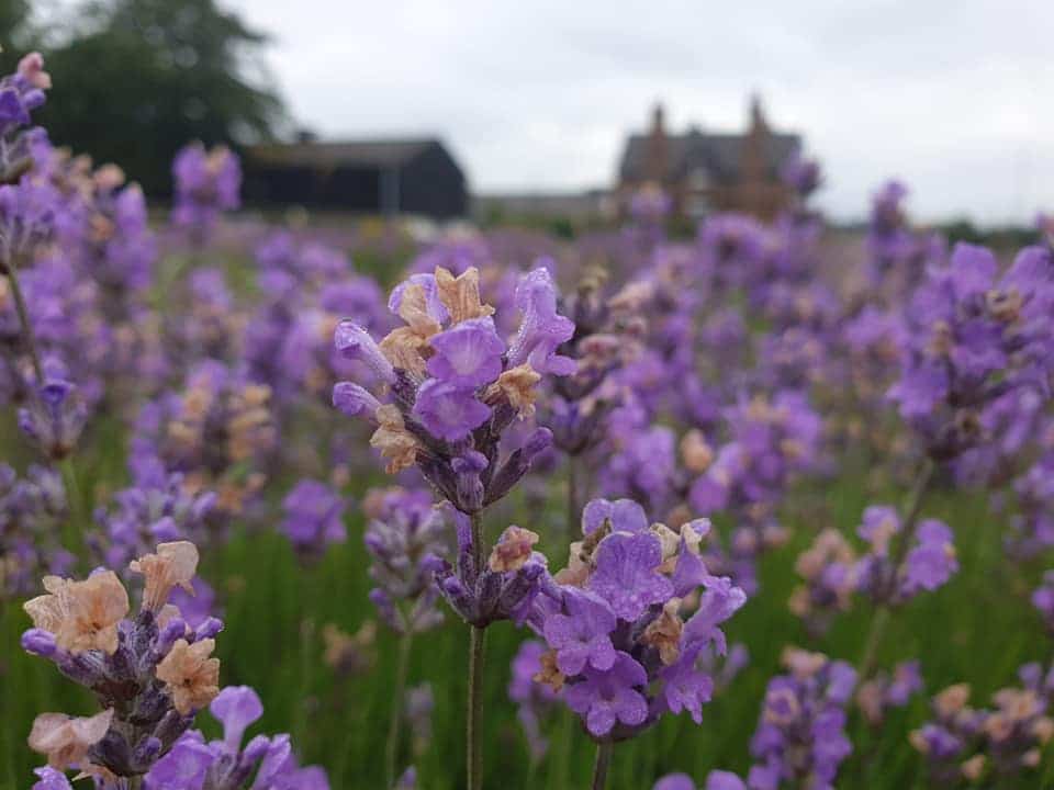 Inglenook Farm