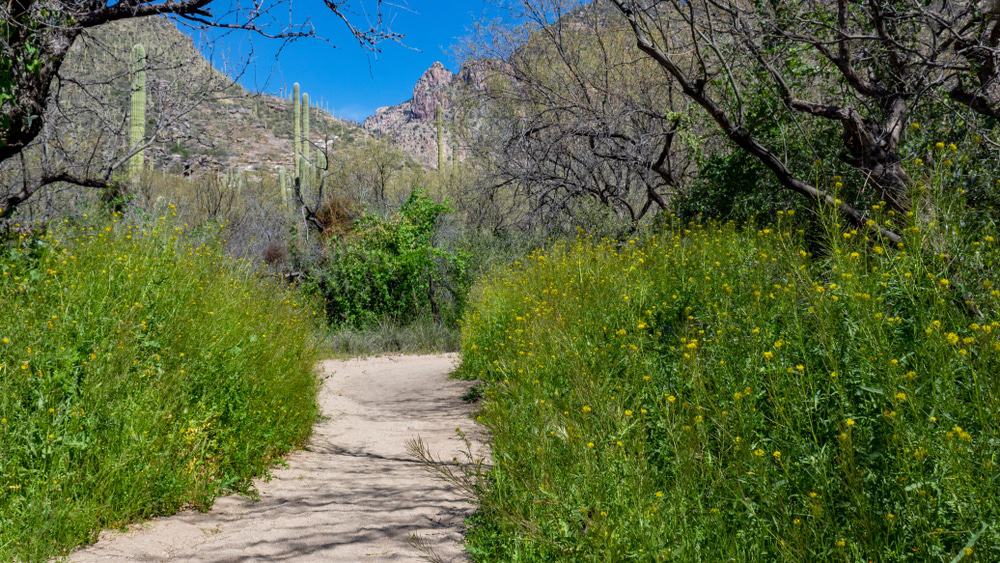 Pima Canyon Trail