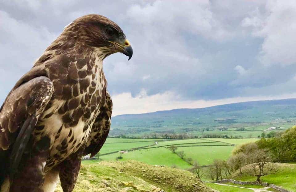 Settle Falconry