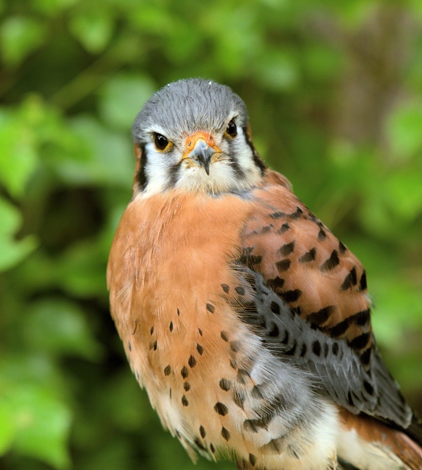 The Falconry Centre