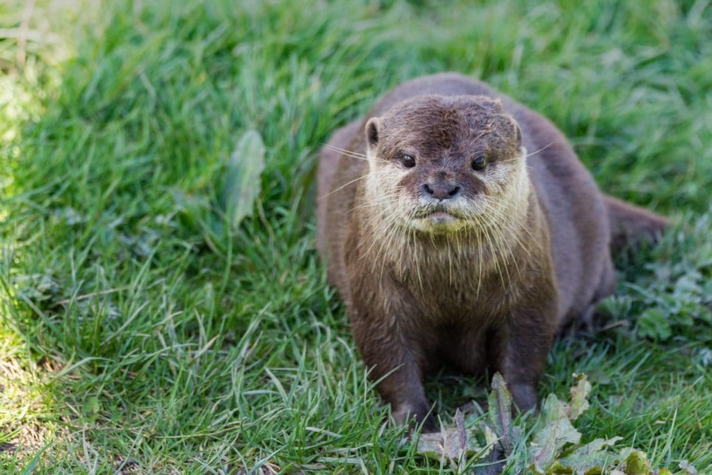 WWT Washington Wetland Centre