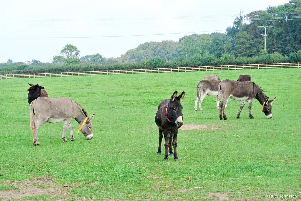 Isle of Wight Donkey Sanctuary