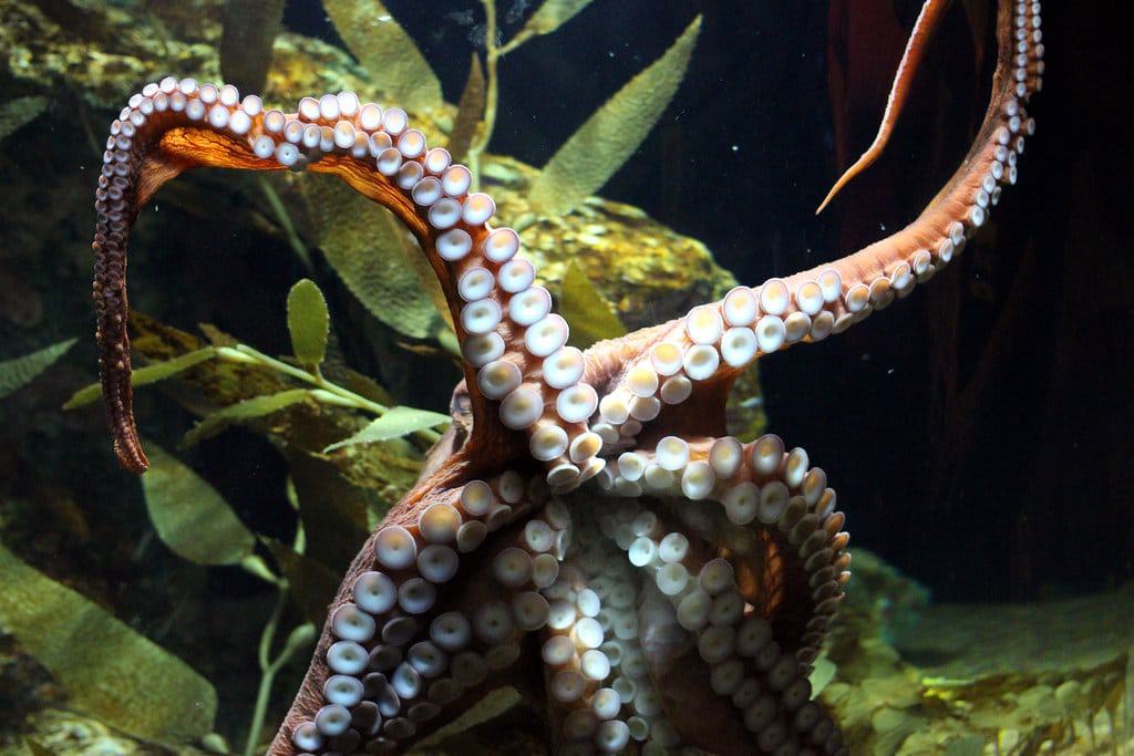 Sea Life Arizona Aquarium
