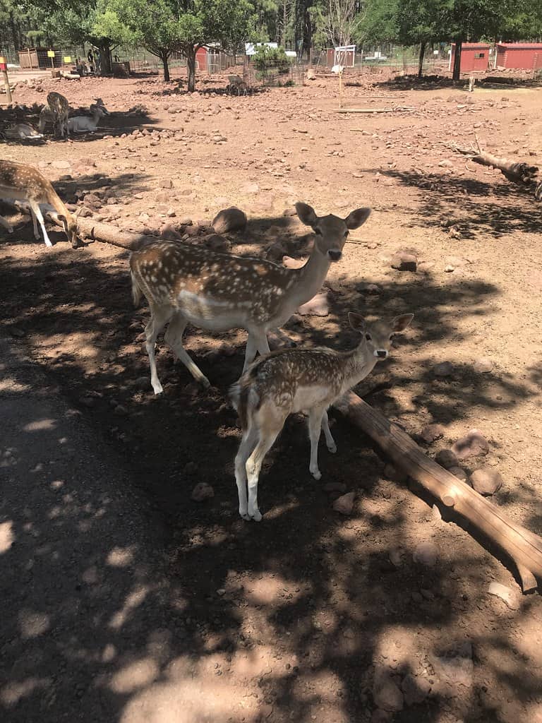 Grand Canyon Deer Farm