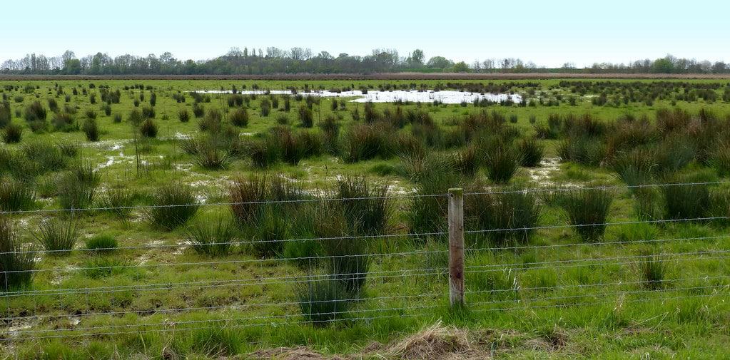 Willow Tree Fen