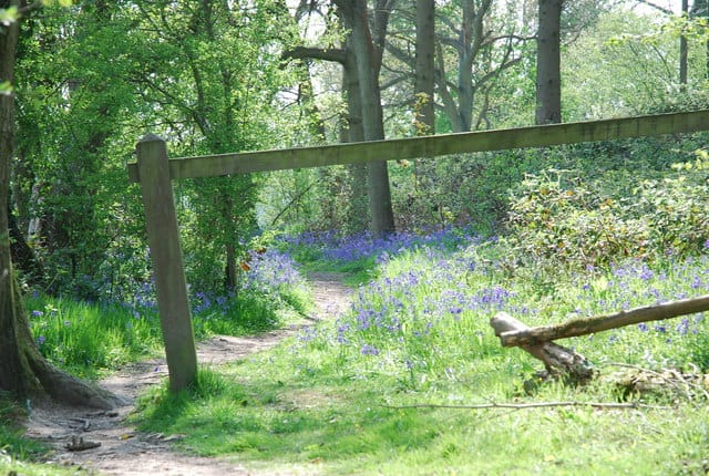 Duncliffe Wood