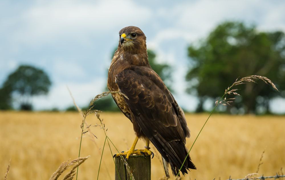 buzzards
