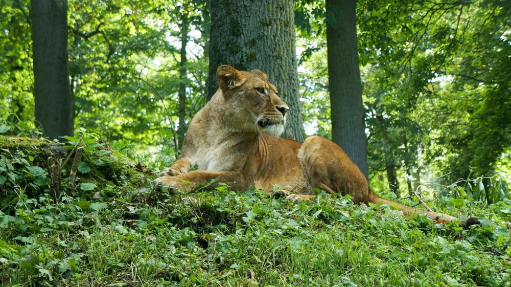 Longleat Safari Park