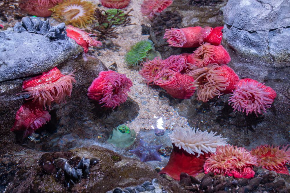 SEA LIFE Minnesota
