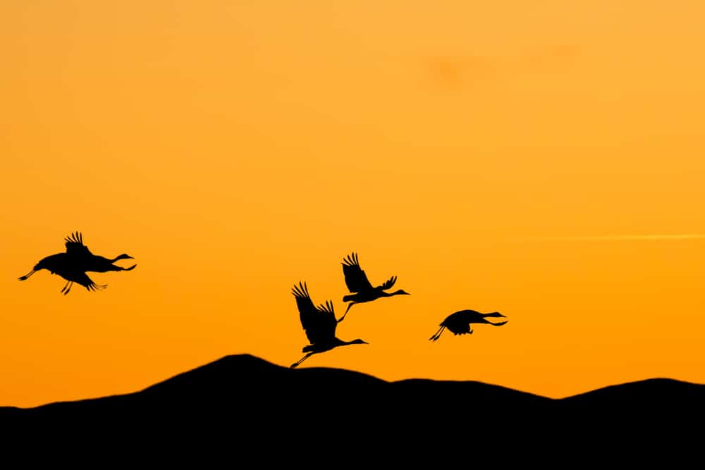 14 Best Things to Do in Thatcher (AZ) The Crazy Tourist