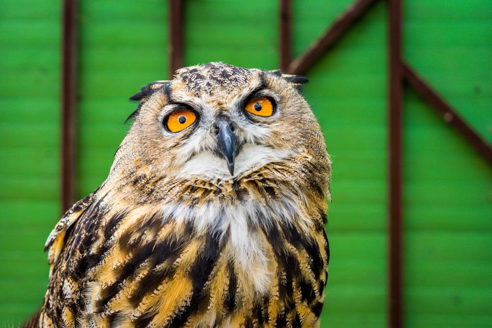  Isle of Wight Zoo