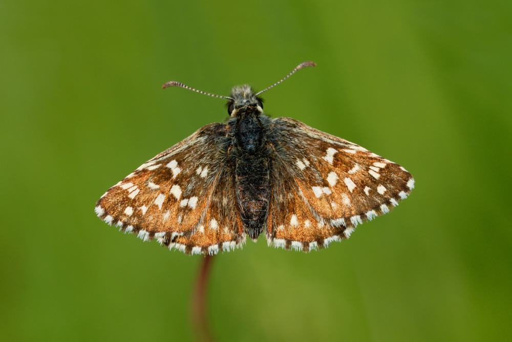  Fontmell Down