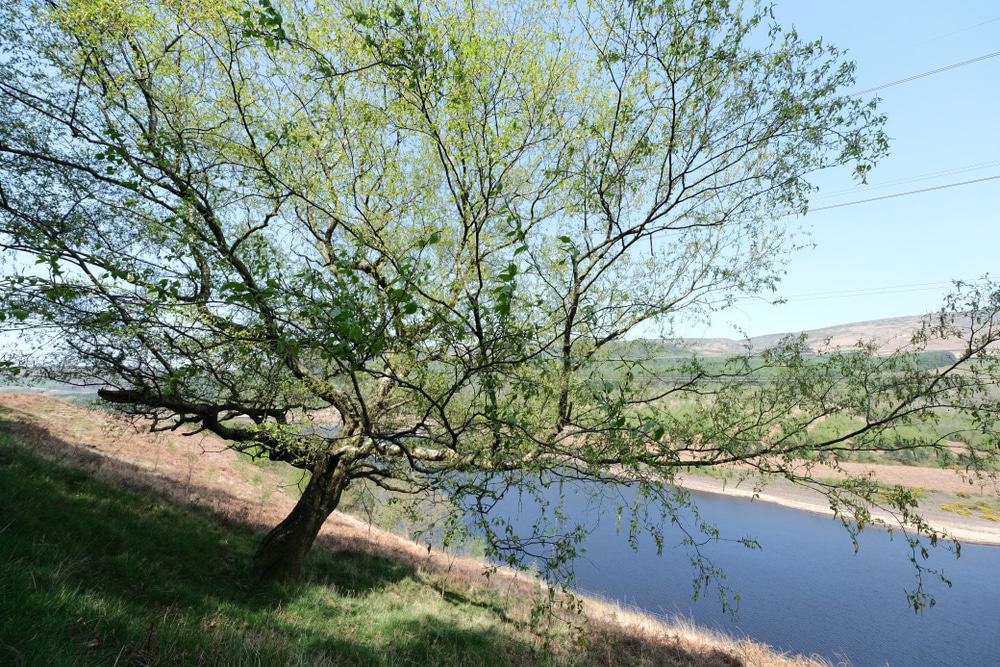 Longdendale Trail