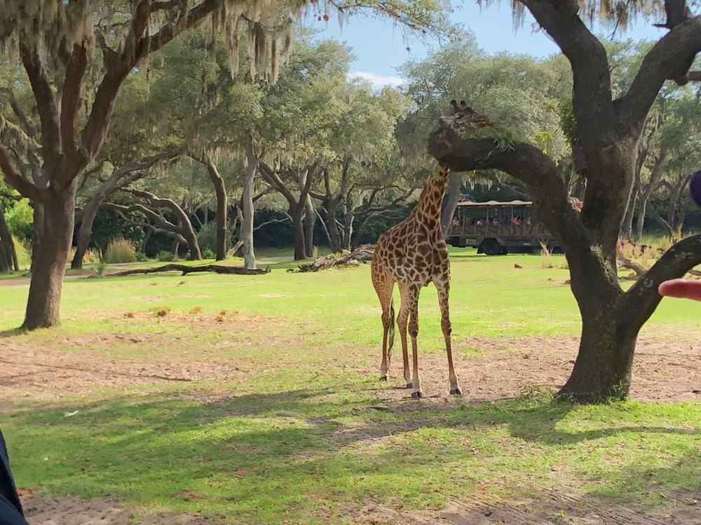 Disney's Animal Kingdom