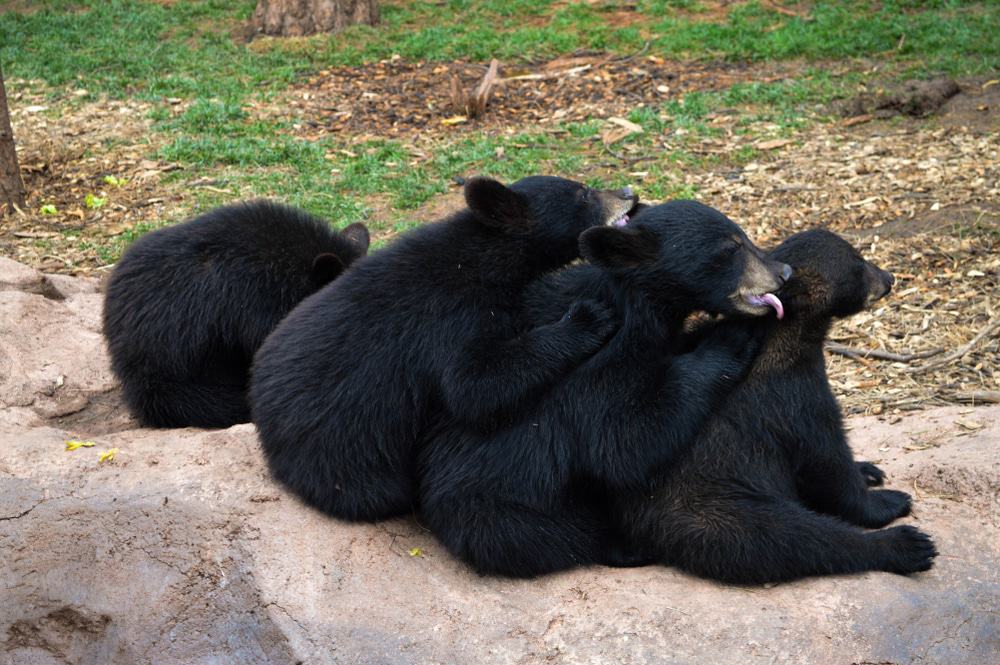 Bearizona Wildlife Park