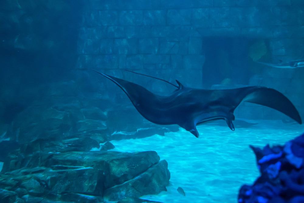  SEA LIFE Orlando Aquarium