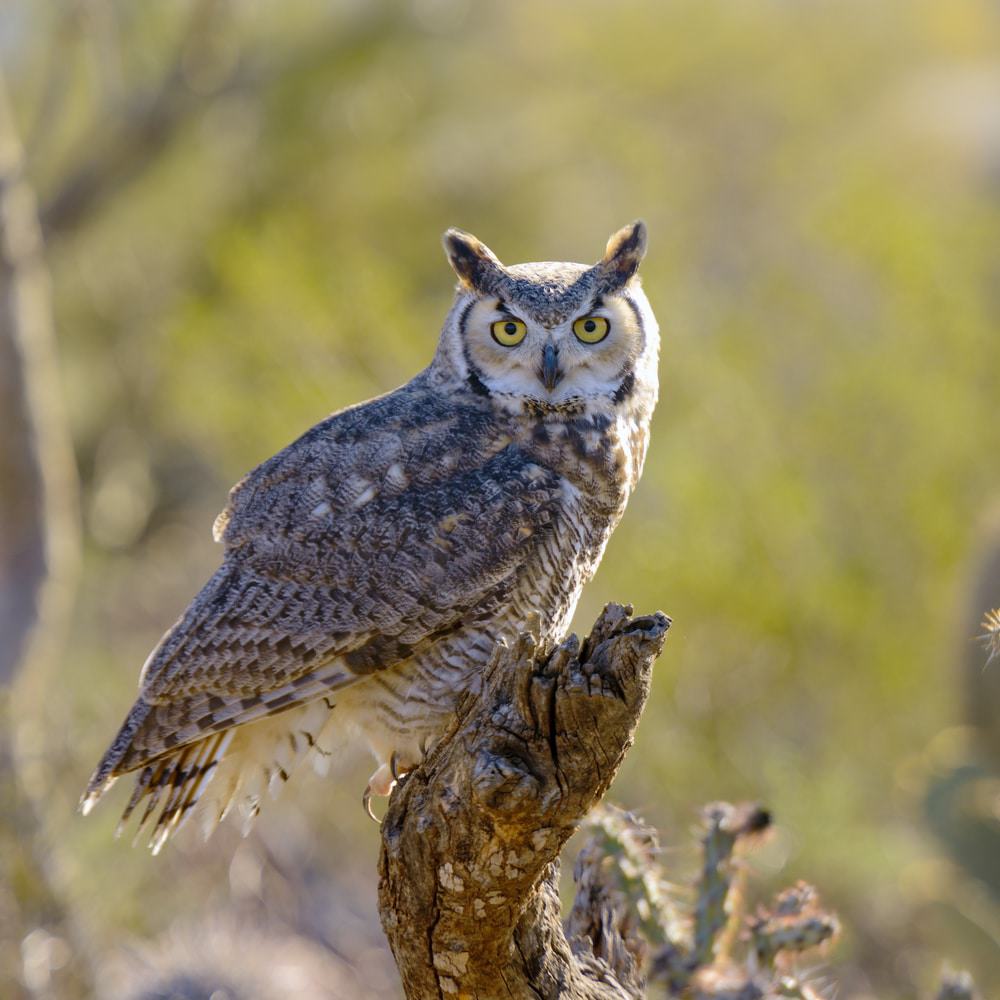 Great Horned Owl, Sonoran Desert
