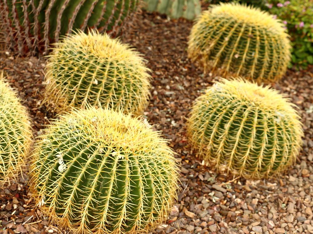 Carefree Desert Gardens