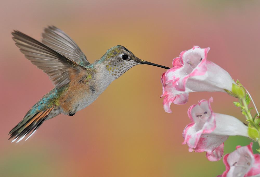 Ramsey Canyon Preserve Hummingbird