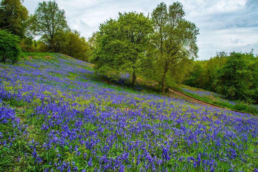 Clent Hills