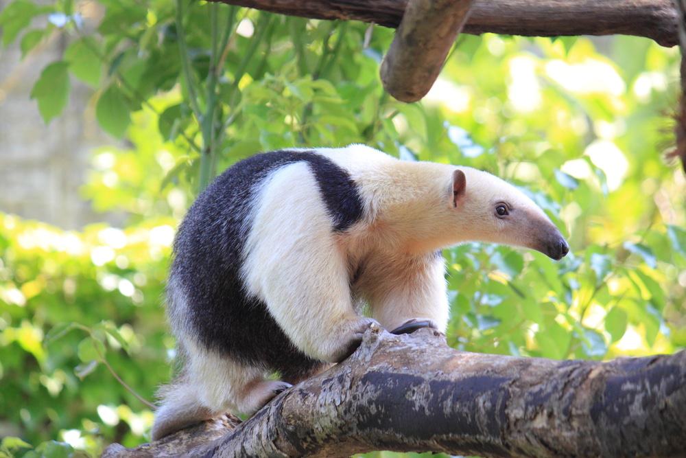 tamandua