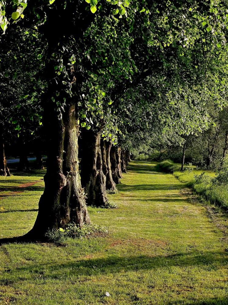 Clumber Park