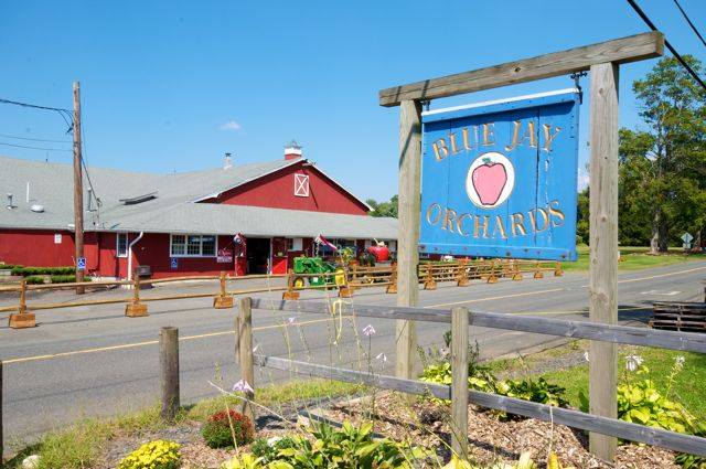 Blue Jay Orchards