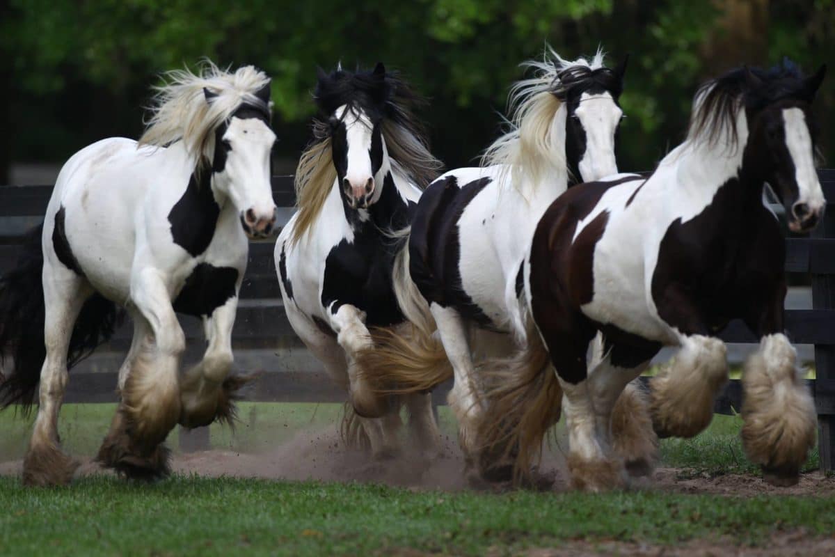 Gypsy Gold Horse Farm