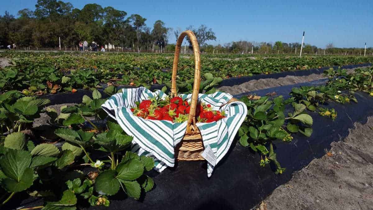 Pappy's Patch U-Pick Strawberries