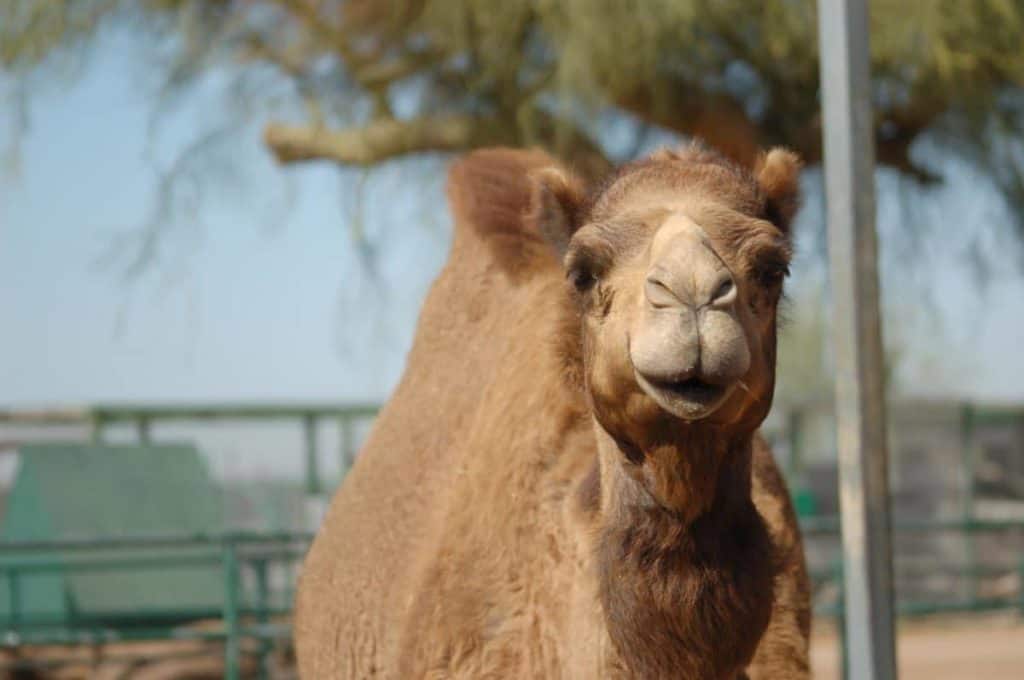 The Camel Farm