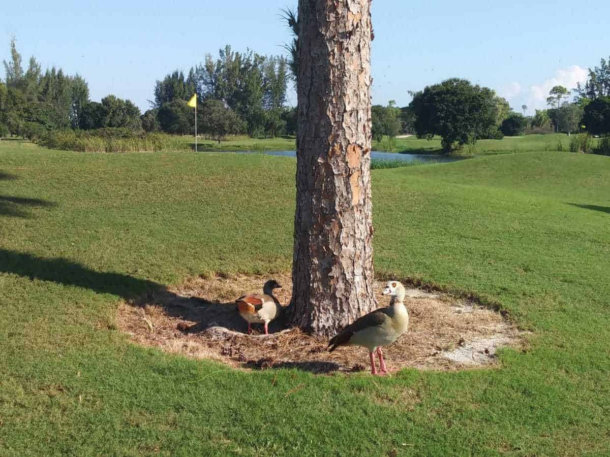 The Links At Boynton Beach
