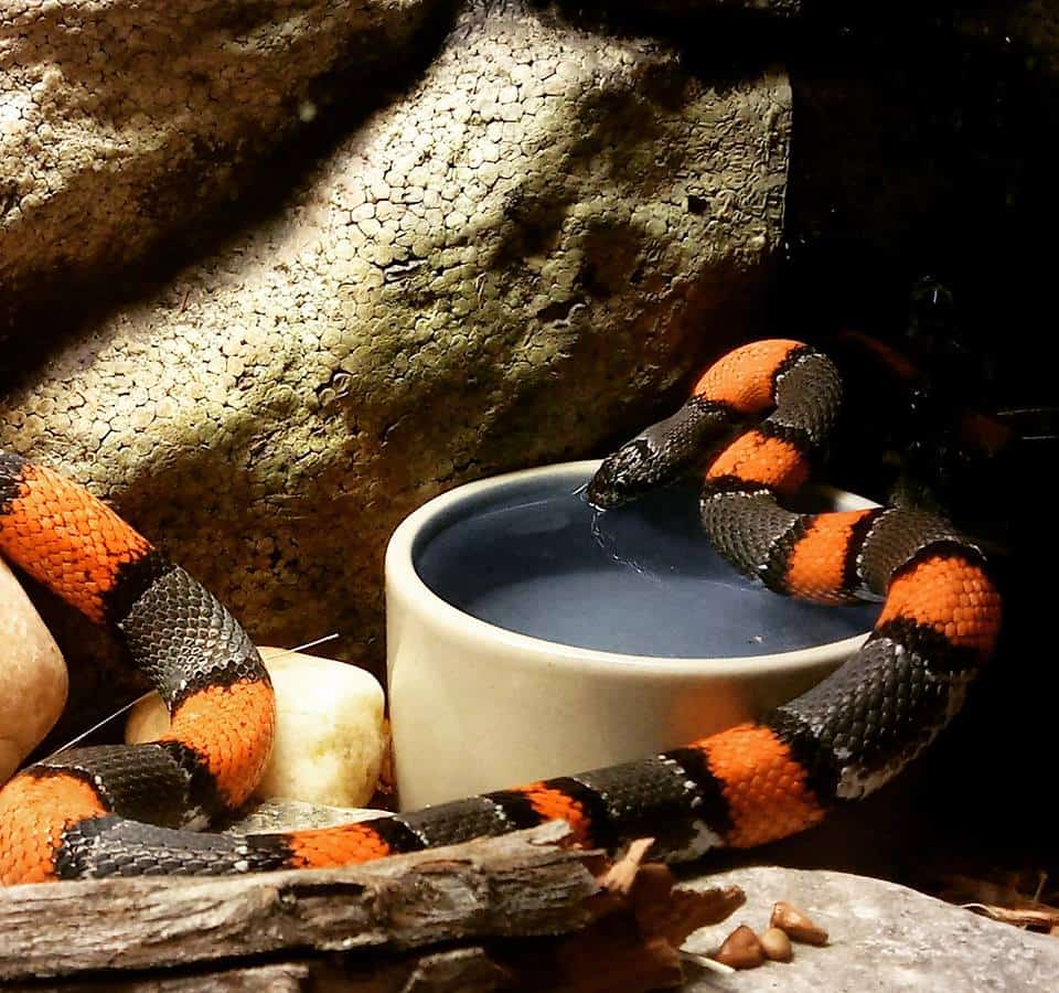 Reptile Discovery Center