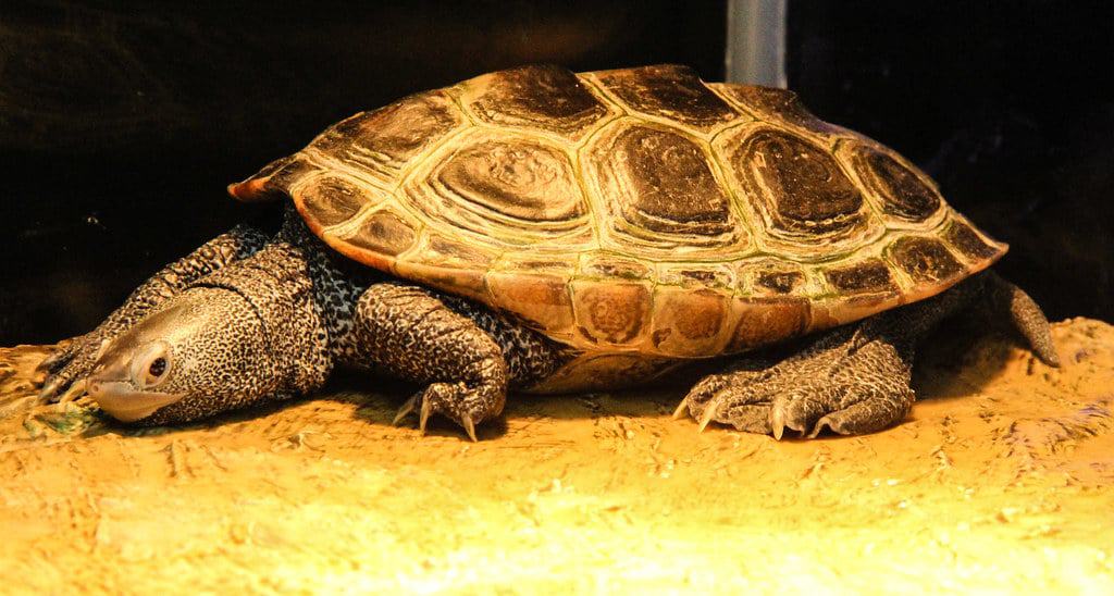 Mote Marine Laboratory and Aquarium