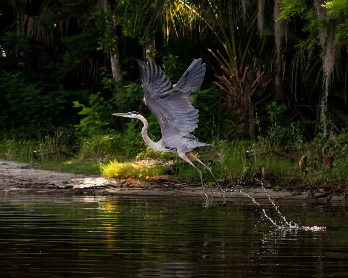 Lower Wekiva River Preserve State Park