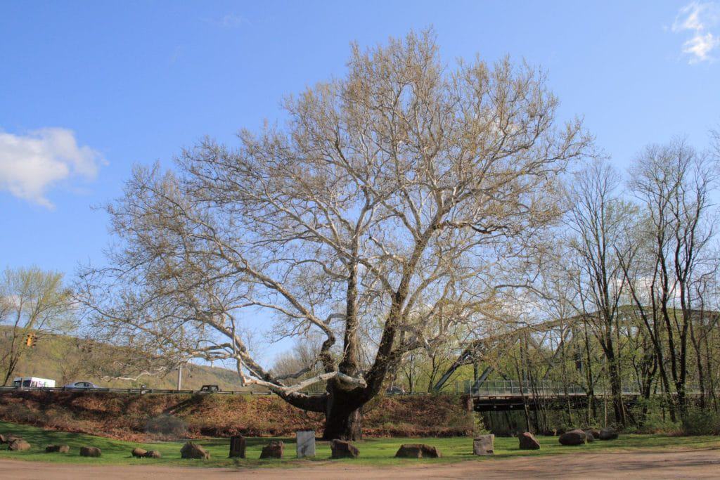 Pinchot Sycamore