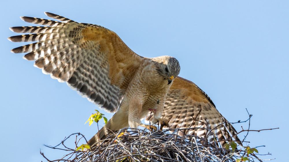 Arthur R. Marshall Loxahatchee Wildlife Refuge