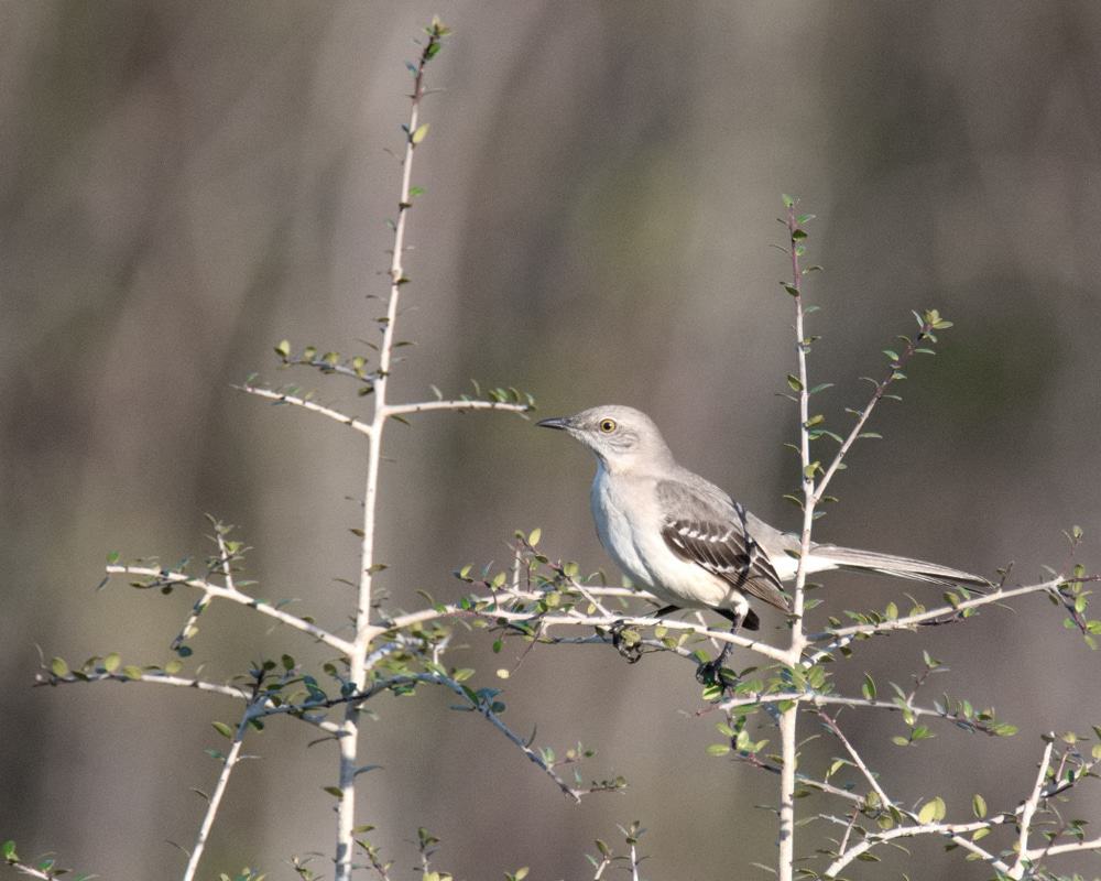 Panama City Beach Conservation Park