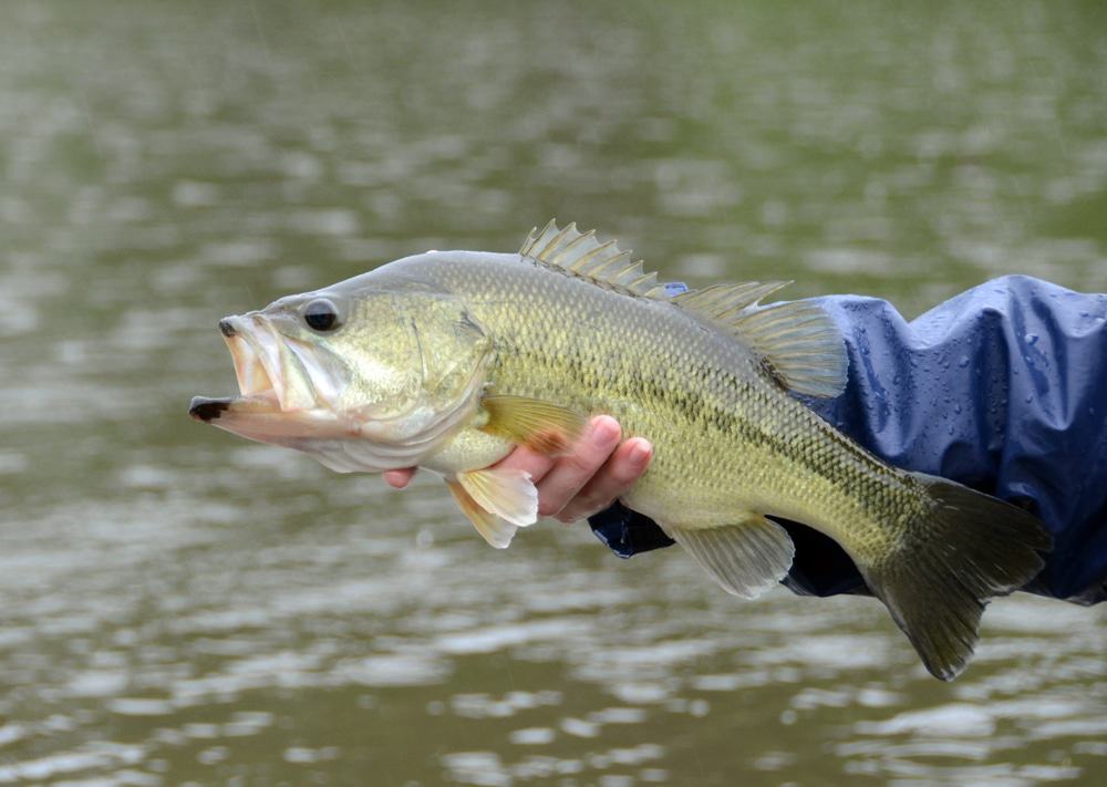 Largemouth Bass