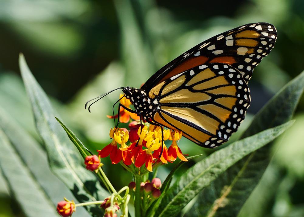 Tom Allen Memorial Butterfly Garden