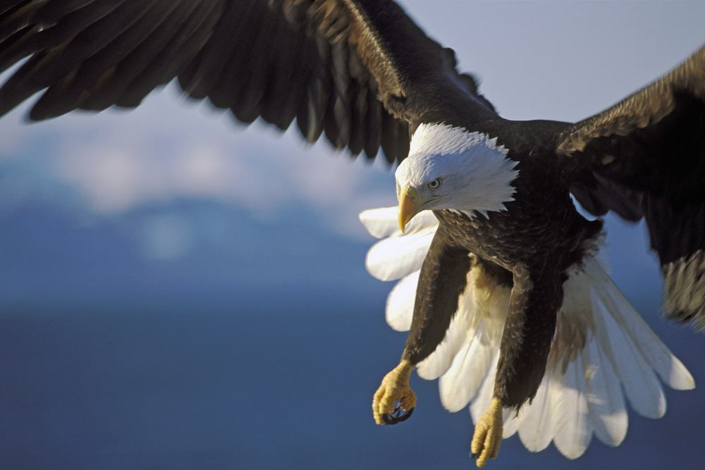 Bald Eagle