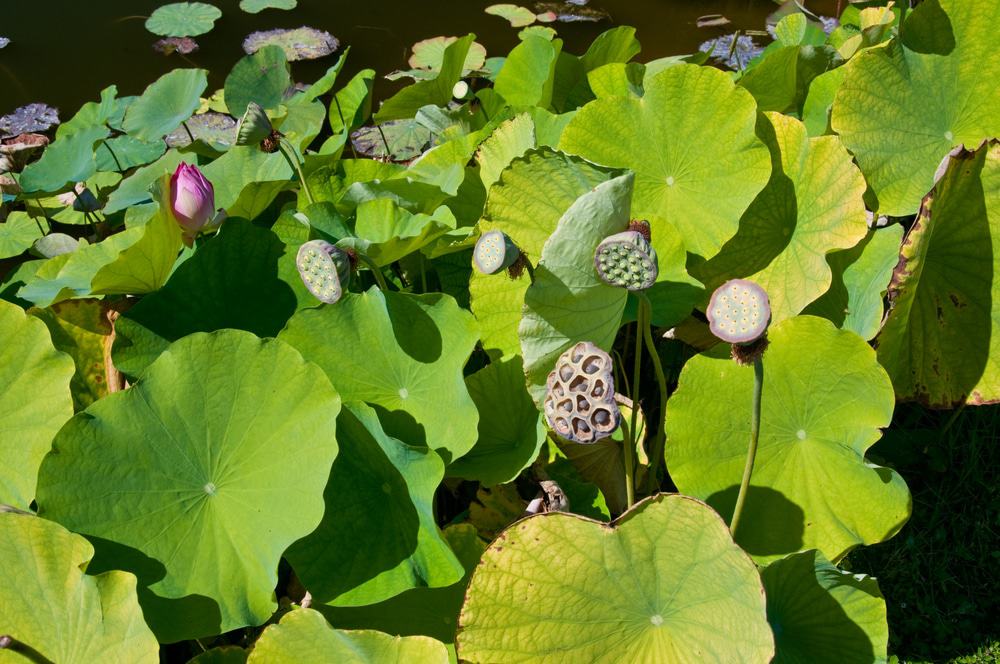 Palma Sola Botanical Park