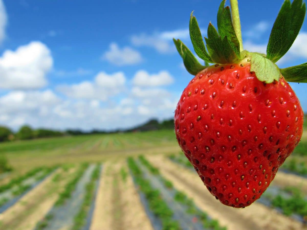 Burr’s Berry Farm