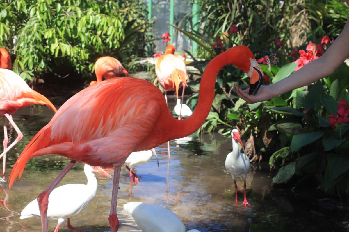 Everglades Wonder Gardens