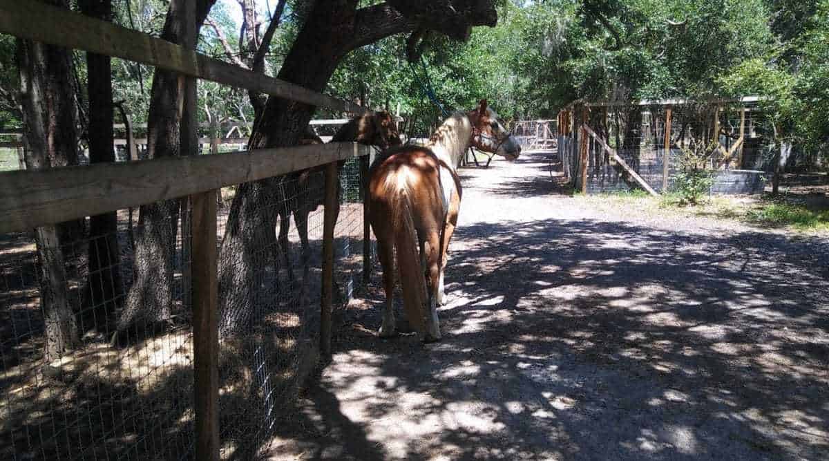 Horsepower For Kids And Animal Sanctuary