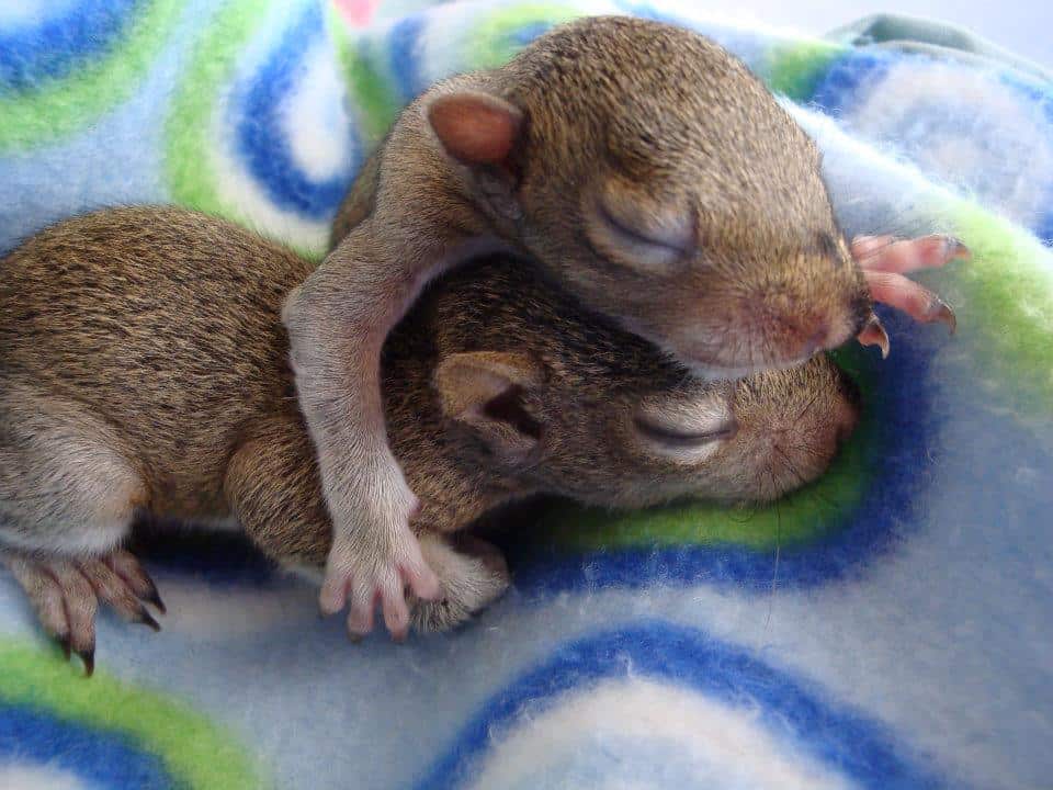 Peace River Wildlife Center